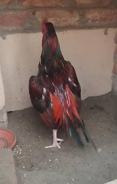 Mianwali zero size raza bird