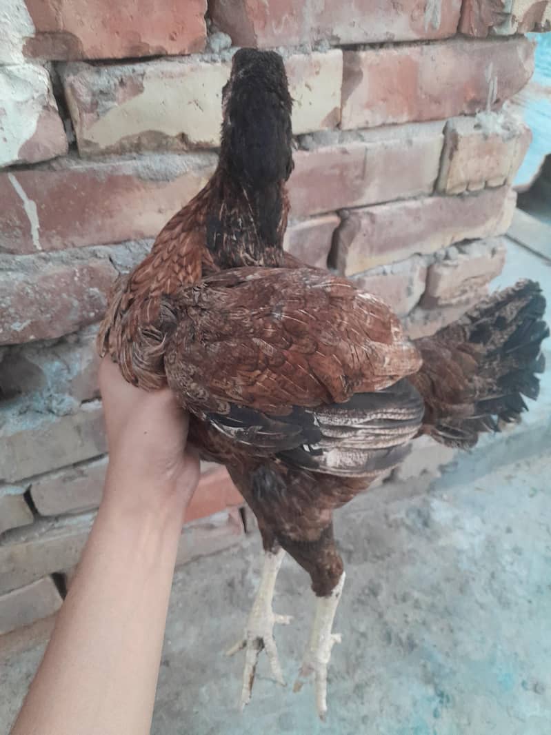 Pakistani aseel 8