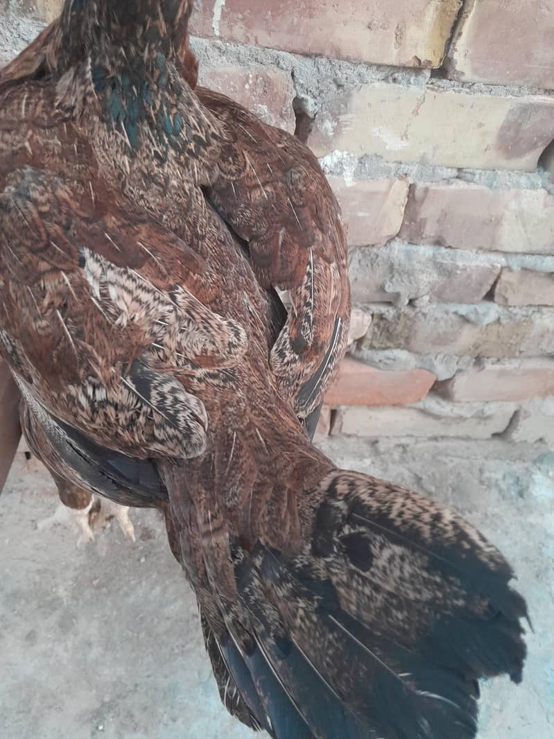 Pakistani aseel 12