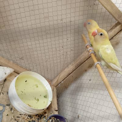 love bird for sale