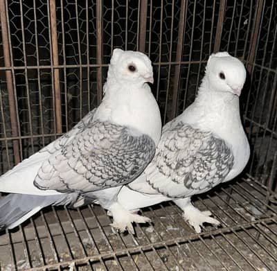 sentient pigeon
