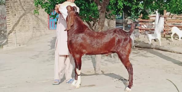 Bakra available for sale call me+03230718297