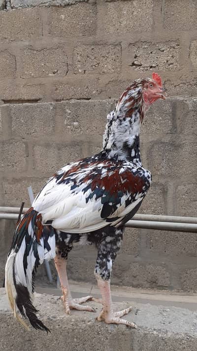 Aseel Jageeri Murga