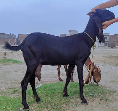 kamori bettal bakri 2 mAh pregnant