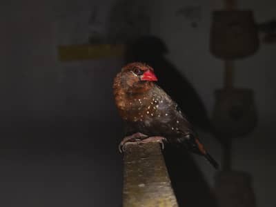Red Munia For Sale