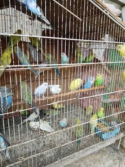 Australin pair 1000