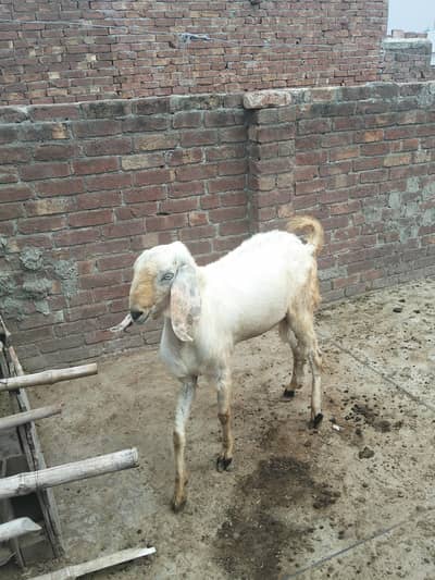 Rajan puri 2dant breeder Bakra for sale full healthy and active