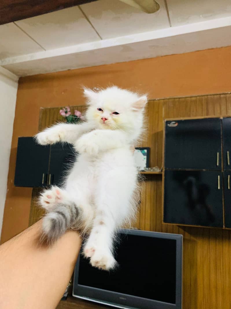 Kitten 0