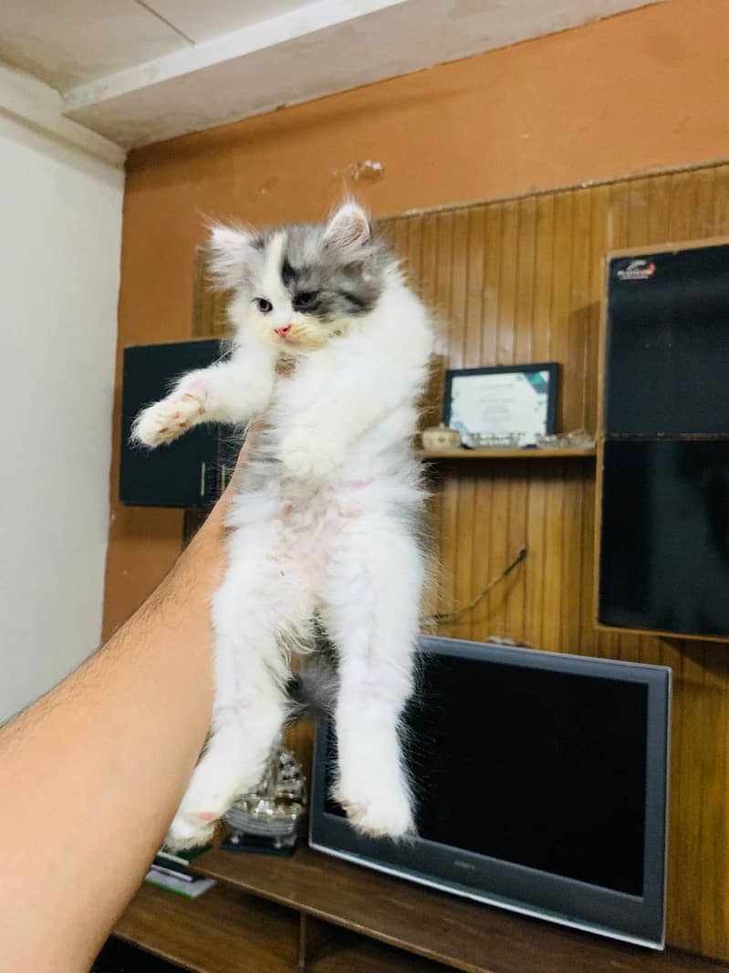 Kitten 1