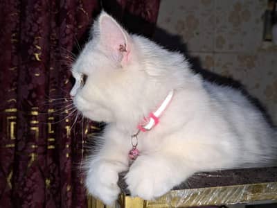Persian Cat for sale