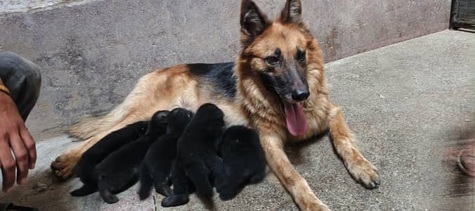 jerman shepherd long cotteded ph 0/3/2/2/7/6/3/3/7/6/9