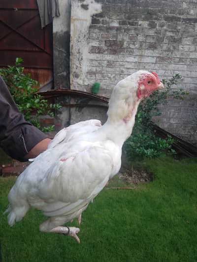 Aseel Murga and 2 Murgi