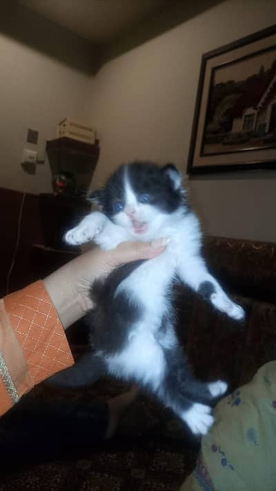 Persion Blue Eyes kittens for sale