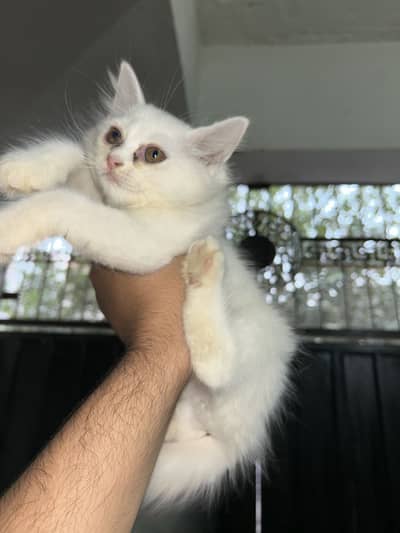 Persian kitten semi punch face