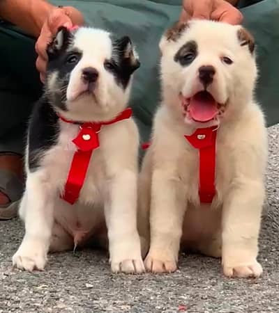 Afghan kochi  for sale security dog