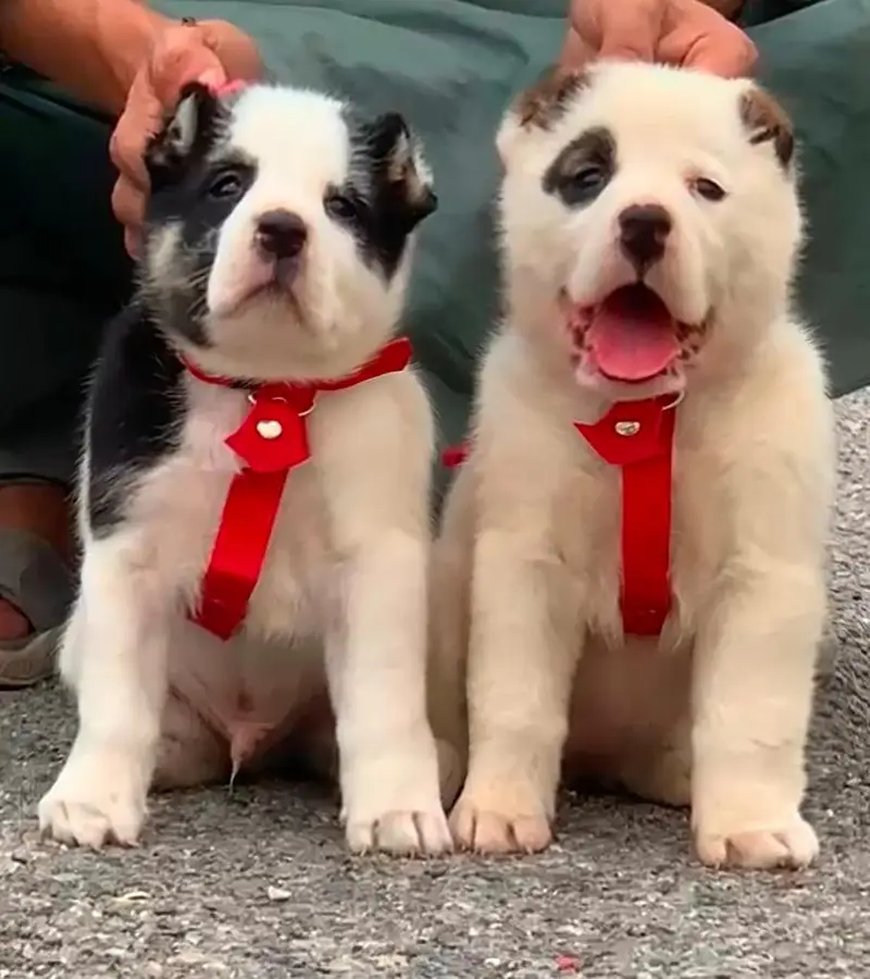 Afghan kochi  for sale security dog
