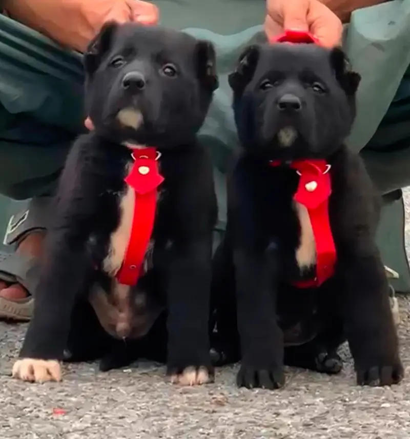 Afghan kochi  for sale security dog — photo 2