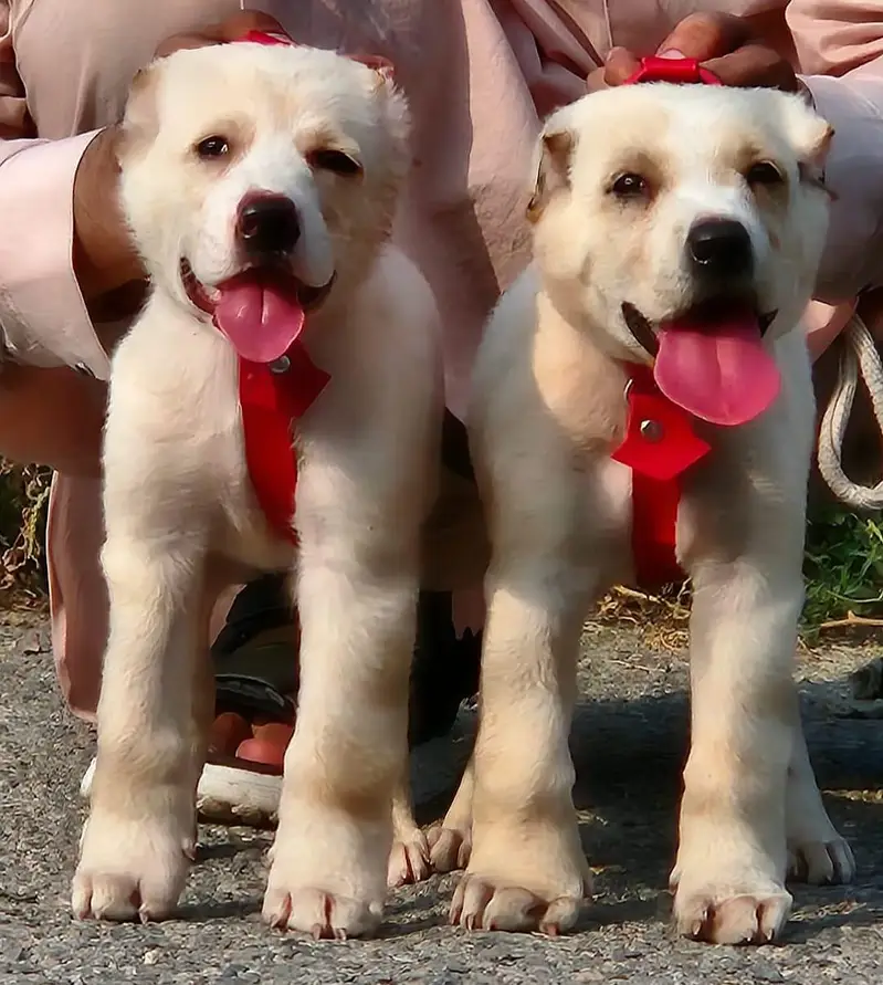 Afghan kochi  for sale security dog — photo 3