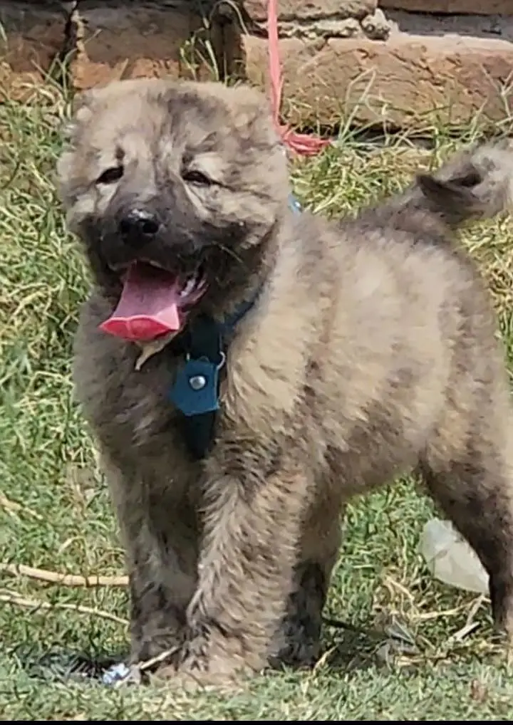 Afghan kochi  for sale security dog — photo 4