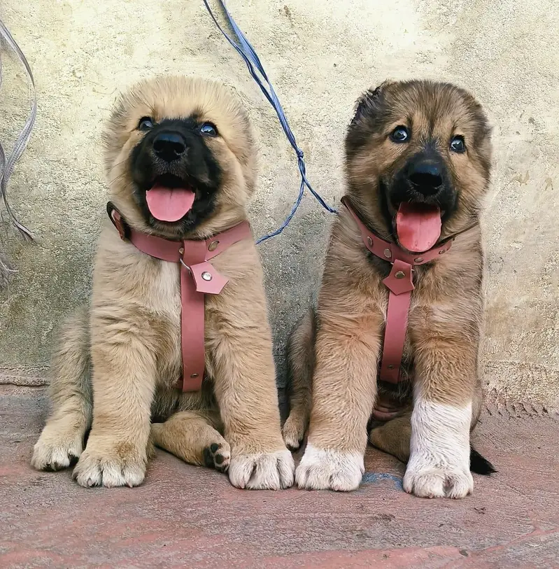 Afghan kochi  for sale security dog — photo 5
