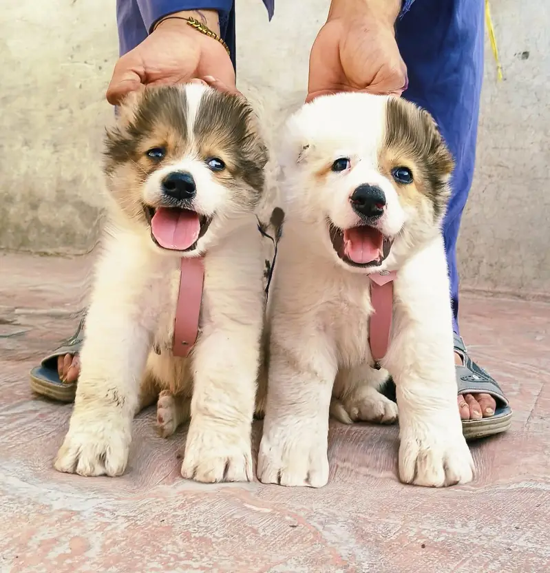 Afghan kochi  for sale security dog — photo 7