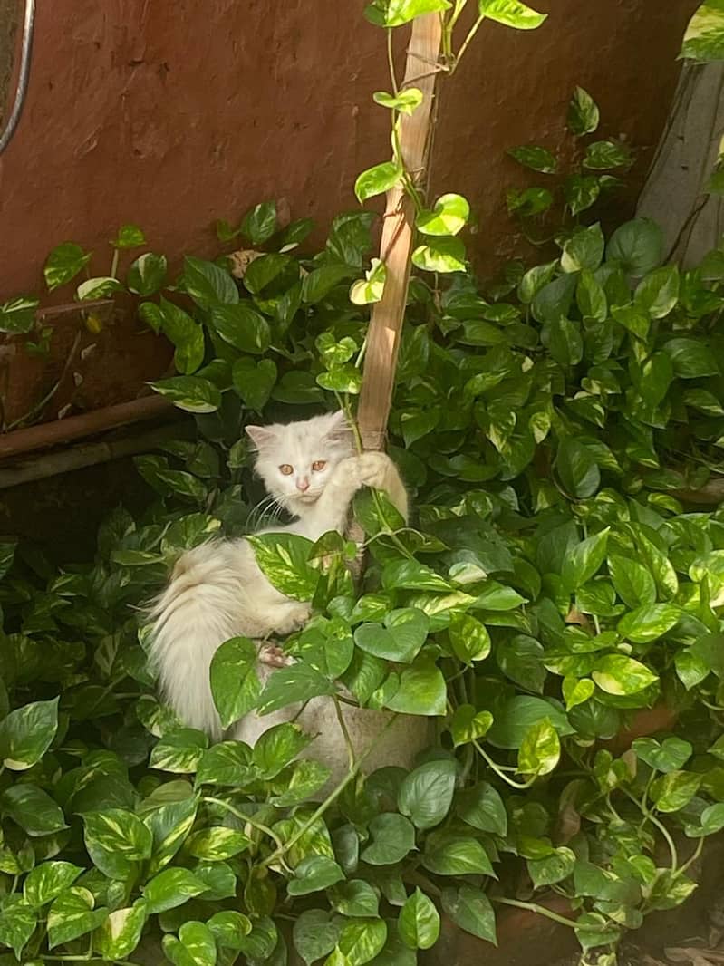 persisn kitten 4