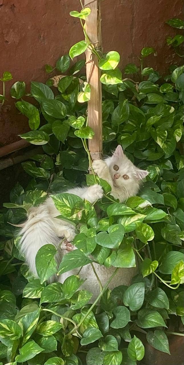 persisn kitten 5
