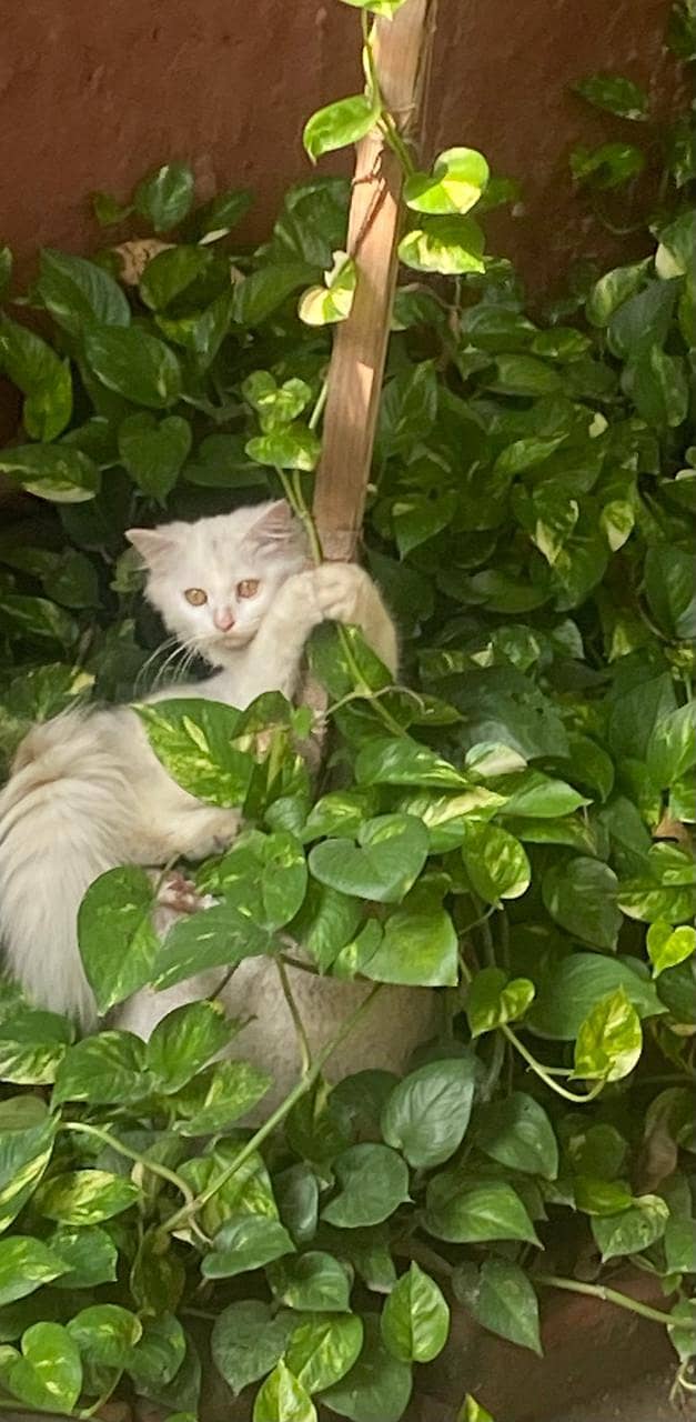 persisn kitten 6