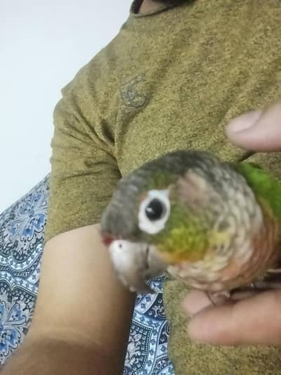 Green conure semi teamed