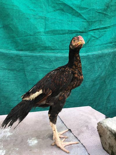 Aseel patha for sale home breed urgent for sale