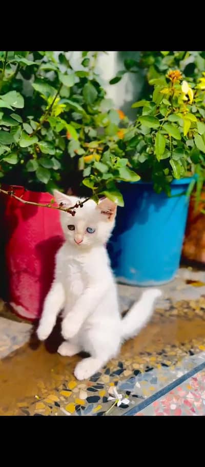 perisan odd eyes cat for sale