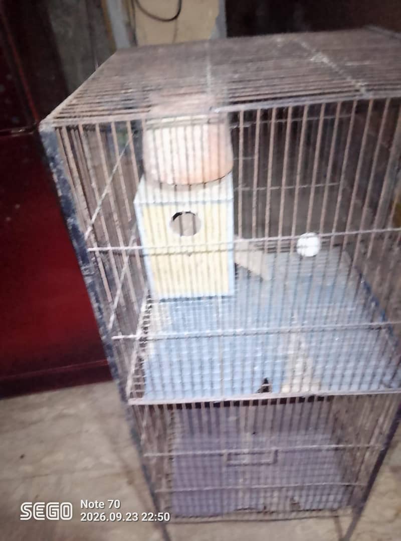 Brad. cage 8