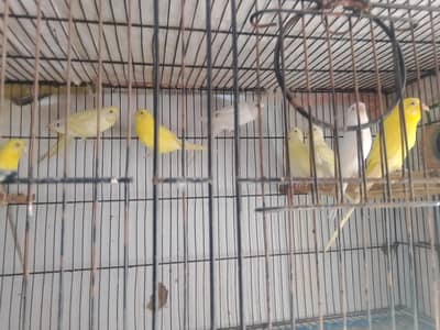 Budgies 5 pairs red eyes