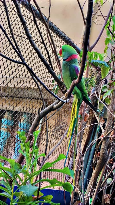 Handtame Raw parrot, Kashmiri parrot,paharri parrot