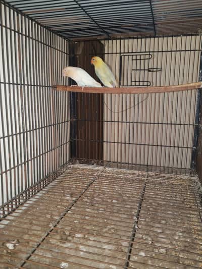 love birds different breeder pairs available