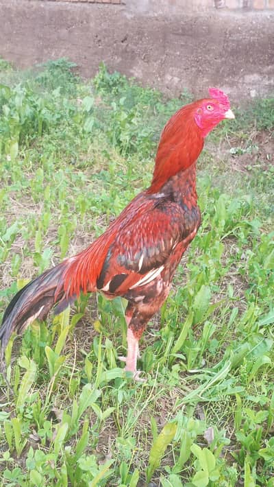 aseel lakah white eyes small beak home bread.