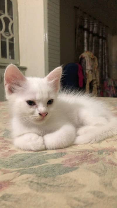 2 white Persian kitten for sale