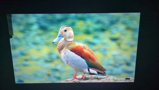 vidaa smart 4k led tv