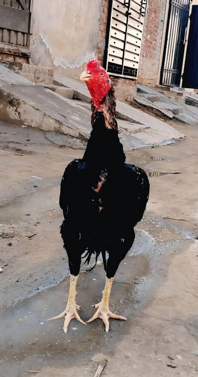 Aseel Hens