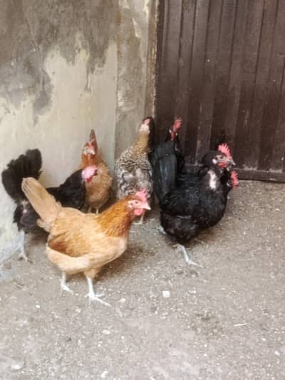 Desi Laying hens for sale