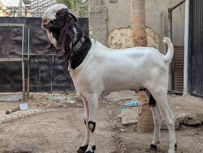 urgent sale breeder