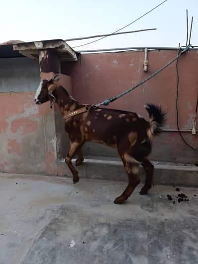 kamori bakri path for sale