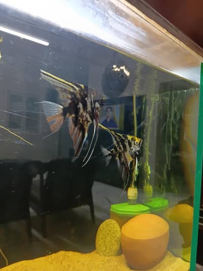 Angel fish