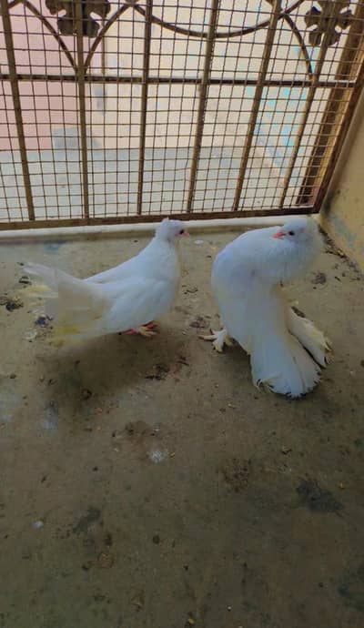 Lakka Kabootar Setup - 1 Pair + 2 Extra Males (Total 4 Birds) for Sale