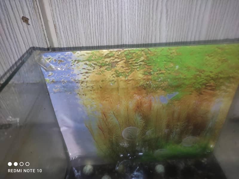Mini Aquarium 2