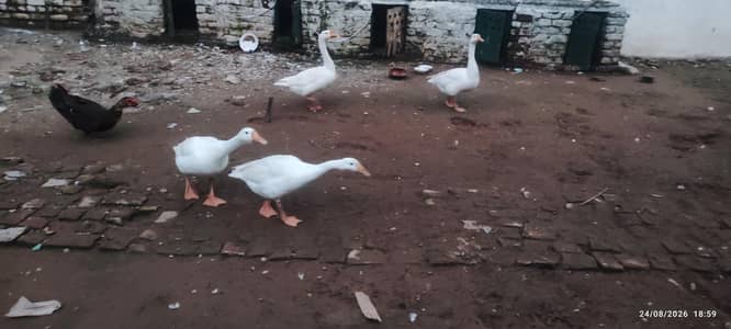geese pairs pure white
