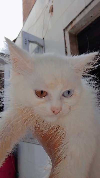 Persian cats