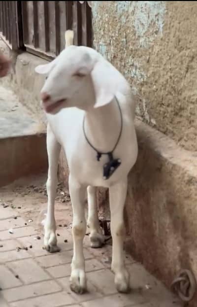 khassi bakra hai age 12 month hai