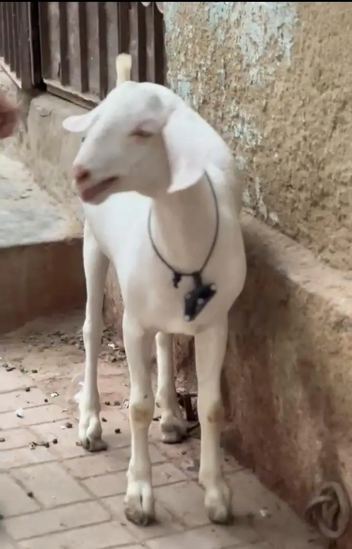 khassi bakra hai age 12 month hai