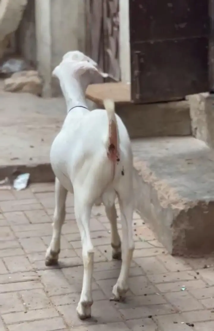 khassi bakra hai age 12 month hai — photo 2